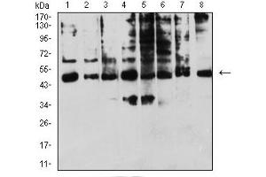 Western blot analysis using KIR3DL1 mouse mAb against A431 (1), Raji (2), SPC-A-1 (3), K562 (4), HEK293 (5), U937 (6), C6 (7), and COS7 (8) cell lysate.