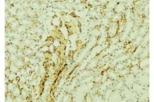 ABIN6277002 at 1/100 staining Mouse kidney tissue by IHC-P. (TBXAS1 anticorps  (N-Term))
