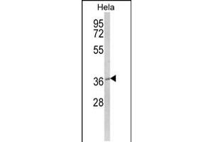 Western blot analysis of MOSC2 Antibody in Hela cell line lysates (35ug/lane)
