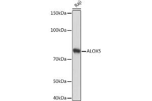 Western blot analysis of extracts of Raji cells, using  Rabbit mAb (ABIN3016894, ABIN3016895, ABIN3016896, ABIN1679361 and ABIN1679362) at 1:1000 dilution. (ALOX5 anticorps)