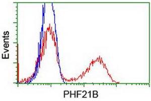 HEK293T cells transfected with either RC204284 overexpress plasmid (Red) or empty vector control plasmid (Blue) were immunostained by anti-PHF21B antibody (ABIN2454802), and then analyzed by flow cytometry. (PHF21B anticorps)