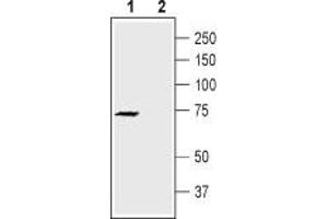 Western blot analysis of rat brain lysate: - 1.