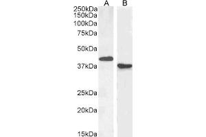 ABIN184804 (1µg/ml) staining of Mouse (A) and (0.