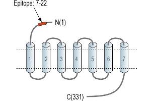 anti-G Protein-Coupled Receptor 18 (GPR18) (AA 7-22), (Extracellular), (N-Term) antibody