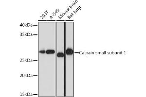 Western blot analysis of extracts of various cell lines, using Calpain small subunit 1 Rabbit mAb (ABIN7266036) at 1:1000 dilution. (Calpain S1 anticorps)