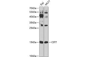 Western blot analysis of extracts of various cell lines, using CST7 antibody (ABIN6131040, ABIN6139156, ABIN6139157 and ABIN6224188) at 1:1000 dilution.