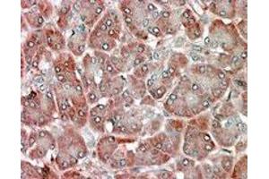 RBP1 polyclonal antibody  (5 ug/mL) staining of paraffin embedded human pancreas.