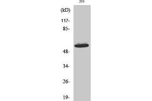 Western Blot (WB) analysis of HepG2 cells using Akt1 Polyclonal Antibody.