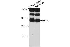 Western blot analysis of extracts of various cell lines, using ITM2C antibody (ABIN6293177) at 1:3000 dilution. (ITM2C anticorps)