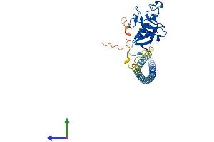 AlphaFold protein structure predicition of Human Recombinant CLEC10A Protein, UniprotID Q8IUN9