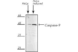 Western Blotting (WB) image for anti-Caspase 9, Apoptosis-Related Cysteine Peptidase (CASP9) antibody (ABIN7211373) (Caspase 9 anticorps)