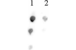 Histone H2B acetyl Lys46 pAb tested by dot blot analysis.