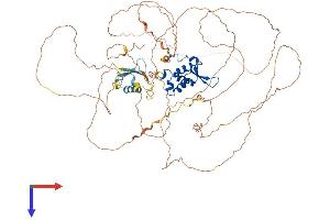 AlphaFold protein structure predicition of Mouse Recombinant Foxm1 Protein, UniprotID O08696