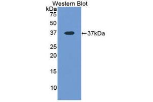 Western Blotting (WB) image for anti-Lactate Dehydrogenase A (LDHA) (AA 1-332) antibody (ABIN1078258) (Lactate Dehydrogenase A anticorps  (AA 1-332))