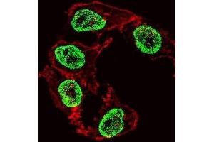 Immunofluorescence (IF) image for anti-Arginine-Fifty Homeobox (ARGFX) antibody (ABIN2999638) (ARGFX anticorps)