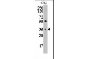 Western blot analysis of anti-THPO(C-term) Pab in K562 cell line lysates (35ug/lane).