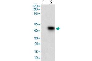 Western blot analysis of Lane 1: Negative control [HEK293 cell lysate]; Lane 2: Over-expression lysate [SSTR3 (AA: 1-43)-hIgGFc transfected HEK293 cells] with SSTR3 monoclonal antibody, clone 7H8E5  at 1:500-1:2000 dilution.