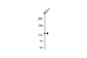 Western blot analysis of lysate from MCF-7 cell line, using SULF2 Antibody (C-term) (ABIN656715 and ABIN2845944). (SULF2 anticorps  (C-Term))