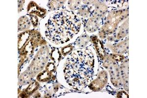IHC-P testing of rat kidney tissue