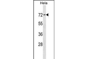 PRKCSH Antibody (N-term) (ABIN1539431 and ABIN2838176) western blot analysis in Hela cell line lysates (35 μg/lane). (PRKCSH anticorps  (N-Term))
