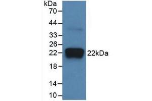 Western Blot; Sample: Recombinant IL18, Bovine. (IL-18 anticorps  (AA 37-193))