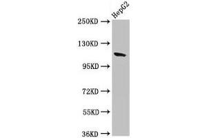 Western Blot Positive WB detected in: HepG2 whole cell lysate All lanes: CNTN6 antibody at 2. (Contactin 6 anticorps  (AA 706-812))