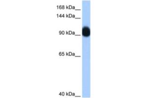 Western Blotting (WB) image for anti-Ring Finger Protein 10 (RNF10) antibody (ABIN2461859) (RNF10 anticorps)