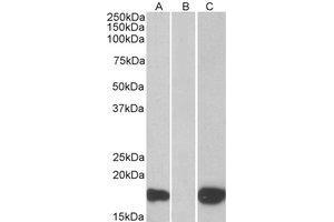 Western Blotting (WB) image for anti-Pleckstrin Homology-Like Domain, Family A, Member 3 (PHLDA3) (C-Term) antibody (ABIN2466107) (PHLDA3 anticorps  (C-Term))