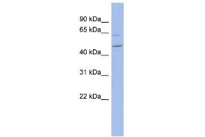 WB Suggested Anti-ZNF619 Antibody Titration:  0. (ZNF619 anticorps  (N-Term))