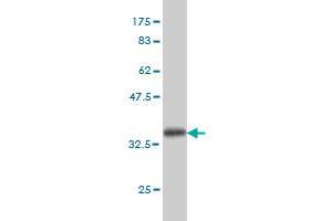 Western Blot detection against Immunogen (36. (TEK anticorps  (AA 701-800))