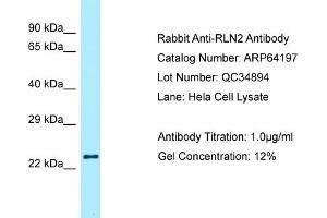 Western Blotting (WB) image for anti-Relaxin 2 (RLN2) (C-Term) antibody (ABIN2789762) (Relaxin 2 anticorps  (C-Term))