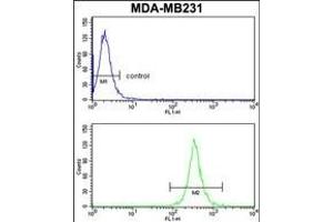 ARHG Antibody (Center) (ABIN652455 and ABIN2842309) flow cytometry analysis of MDA-M cells (bottom histogram) compared to a negative control cell (top histogram). (ARHGAP18 anticorps  (AA 180-207))
