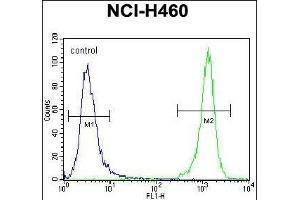 DGKQ Antibody (C-term) (ABIN392717 and ABIN2842188) flow cytometric analysis of NCI- cells (right histogram) compared to a negative control cell (left histogram). (DGKQ anticorps  (C-Term))