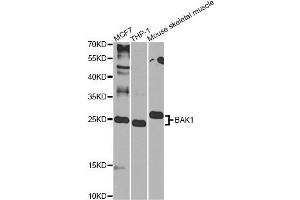 Western blot analysis of extracts of various cell lines, using BAK1 Antibody (ABIN6291814) at 1:1000 dilution. (BAK1 anticorps)