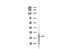anti-Fibroblast Growth Factor 8 (Androgen-Induced) (FGF8) (Internal Region) antibody