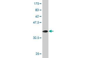 Western Blot detection against Immunogen (37.