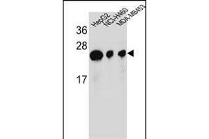 ATP5H Antibody (Center) (ABIN654144 and ABIN2844011) western blot analysis in HepG2,NCI-,MDA-M cell line lysates (35 μg/lane). (ATP5H anticorps  (AA 68-97))