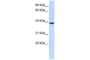 CHIA antibody used at 1 ug/ml to detect target protein. (CHIA anticorps  (Middle Region))