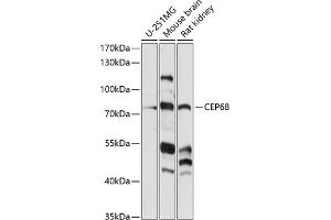 Western blot analysis of extracts of various cell lines, using CEP68 antibody (ABIN7266279) at 1:1000 dilution.