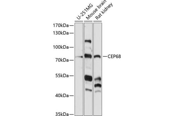 CEP68 anticorps  (AA 1-350)
