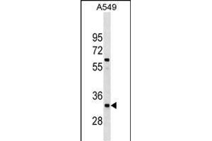XRCC4 Antibody (Center) (ABIN1538068 and ABIN2850303) western blot analysis in A549 cell line lysates (35 μg/lane).