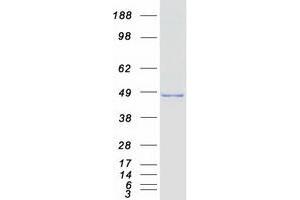 Validation with Western Blot