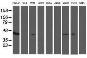 Image no. 3 for anti-Aminoacylase 1 (ACY1) antibody (ABIN1496452) (Aminoacylase 1 anticorps)