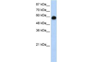 WB Suggested Anti-KEAP1 Antibody Titration:  0. (KEAP1 anticorps  (C-Term))