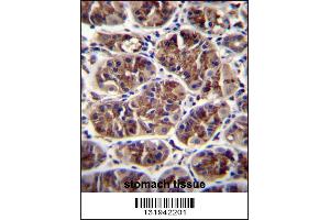 GDF5 Antibody immunohistochemistry analysis in formalin fixed and paraffin embedded human stomach tissue followed by peroxidase conjugation of the secondary antibody and DAB staining. (GDF5 anticorps  (C-Term))
