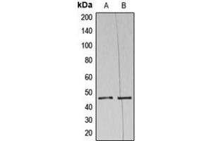 Western blot analysis of NAP1 expression in HeLa (A), THP1 (B) whole cell lysates. (NAPSA anticorps  (N-Term))