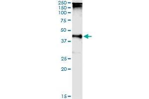 Immunoprecipitation of TARBP2 transfected lysate using anti-TARBP2 MaxPab rabbit polyclonal antibody and Protein A Magnetic Bead , and immunoblotted with TARBP2 purified MaxPab mouse polyclonal antibody (B01P) .