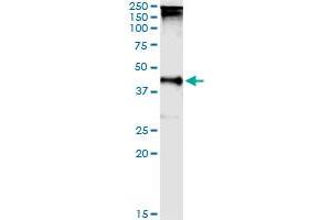 Immunoprecipitation of TARBP2 transfected lysate using anti-TARBP2 MaxPab rabbit polyclonal antibody and Protein A Magnetic Bead , and immunoblotted with TARBP2 purified MaxPab mouse polyclonal antibody (B01P) . (TARBP2 anticorps  (AA 1-366))