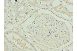 Immunohistochemistry of paraffin-embedded human kidney tissue using ABIN7155892 at dilution of 1:100
