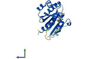 AlphaFold protein structure predicition of Human Recombinant ARL16 Protein, UniprotID Q0P5N6